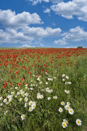 Photo for Beautiful summer day over poppy field - Royalty Free Image
