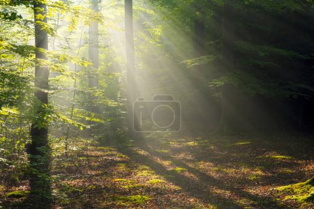 Téléchargez les photos : Matin brumeux dans la forêt - en image libre de droit