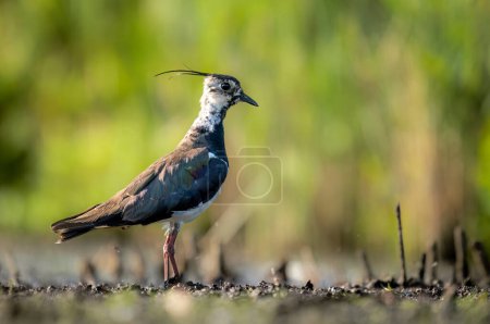 Photo for Northern lapwing bird close up ( Vanellus vanellus ) - Royalty Free Image