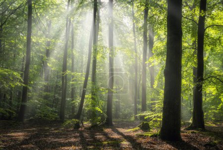 Téléchargez les photos : Matin brumeux dans la forêt - en image libre de droit