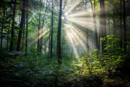Photo for Sunny morning in the forest - Royalty Free Image