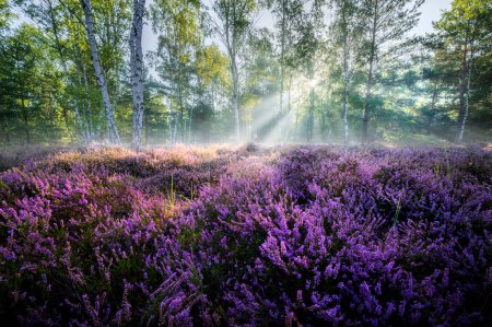 Foto de Hermosa mañana en el bosque llena de flores de brezo - Imagen libre de derechos