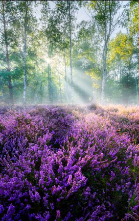 Photo for Beautiful morning in the forest full of heather flowers - Royalty Free Image