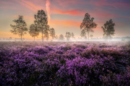 Téléchargez les photos : Champ fou de fleurs de bruyère dans le brouillard du matin - en image libre de droit