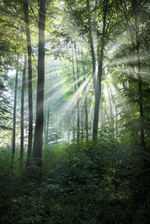 Foto de Mañana soleada en el bosque - Imagen libre de derechos