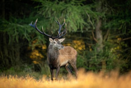 Photo for Deer male buck ( Cervus elaphus ) during rut - Royalty Free Image