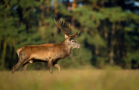 Photo for Deer male buck ( Cervus elaphus ) during rut - Royalty Free Image