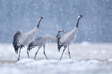 Photo for Common cranes birds ( Grus grus ) - Royalty Free Image