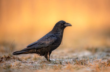Foto de Pájaro cuervo (Corvus corax) de cerca - Imagen libre de derechos