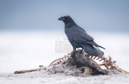 Foto de Cuervo pájaro comiendo animales muertos en el paisaje de invierno - Imagen libre de derechos
