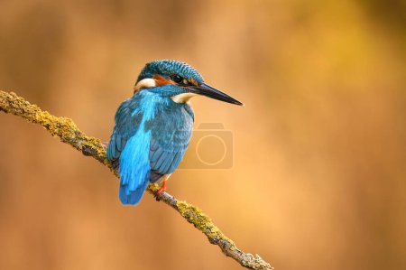 Téléchargez les photos : Kingfisher européen (Alcedo atthis) gros plan - en image libre de droit