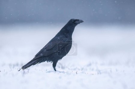 Foto de Pájaro cuervo (Corvus corax) de cerca - Imagen libre de derechos