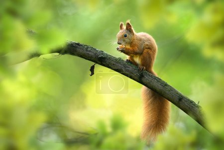 Rotes Eichhörnchen (Sciurus vulgaris) aus nächster Nähe