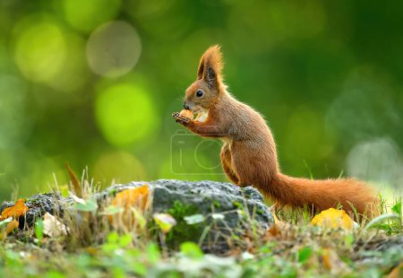 Red squirrel ( Sciurus vulgaris ) close up
