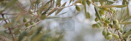 Téléchargez les photos : Green olives grow on the branch of an olive tree in the garden. Precise focus. Banner. Space for text. - en image libre de droit