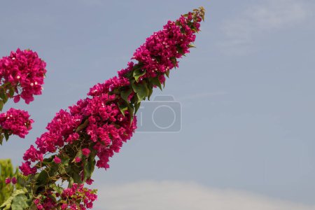 Foto de Beautiful garden flower against the sky, Bougainvillea variety Smarty Pants. Copy space for text. - Imagen libre de derechos