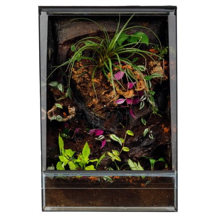 Lebendiges Miniatur-Ökosystem mit exotischen Pflanzen in einem vertikalen Terrarium