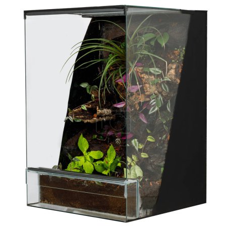 Eco-Friendly Terrarium with Variety of Tropical Plants and Natural Wood