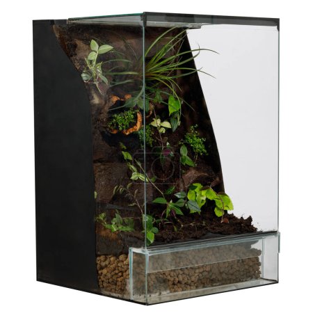 Terrarium with a variety of plants and layered soil