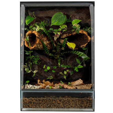 Lush Terrarium Garden with a Variety of Tropical Plants and Wood Accents