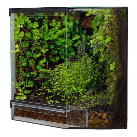 Terrarium d'angle luxuriant avec un mélange de plantes vibrantes