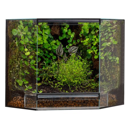 Lush Corner Terrarium mit einer Mischung aus lebendigen Pflanzen
