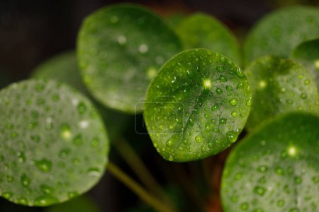 Water Droplets on Pilea Peperomioides Leaves