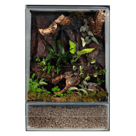 Üppiges Terrarium mit einer reichen Mischung aus strukturierten Pflanzen und Moos