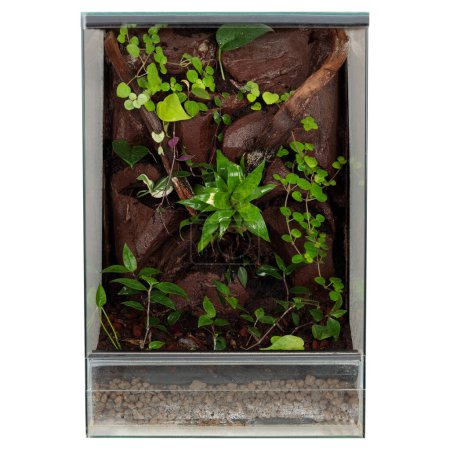 A terrarium with various plants and textured wood