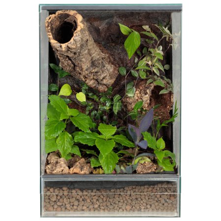 Terrarium mit verschiedenen Pflanzen und strukturiertem Holz