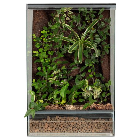 Mini ecosistema próspero con exuberante follaje y madera a la deriva en un terrario de vidrio