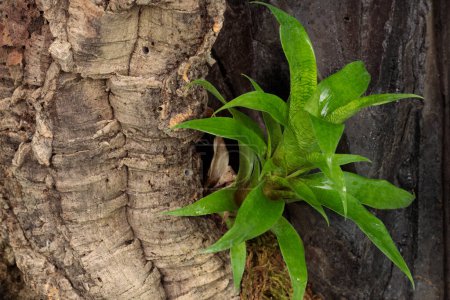 Vida vegetal que prospera en la corteza del árbol resistente