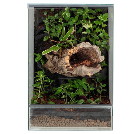 Gedeihliches Mini-Ökosystem mit üppigem Laub und Treibholz im Glasterrarium