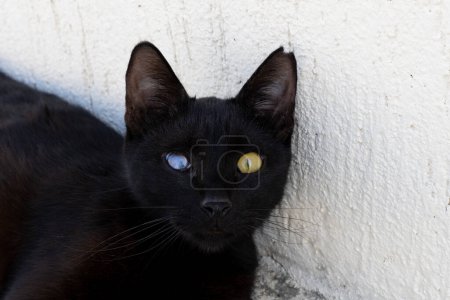 Schwarze Katze mit Heterochromie oder einem kranken, beschädigten Auge /