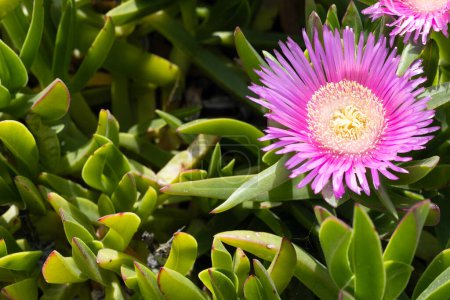 Flor suculenta de planta de hielo rosa. Carpobrotus edulis en Chipre