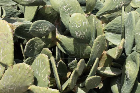 Close-up Graffitied Cactus Plant in Cyprus