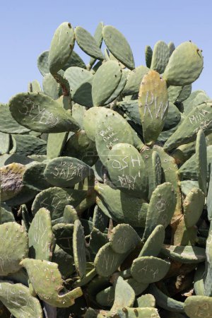Graffitied Cactus Plant in Cyprus