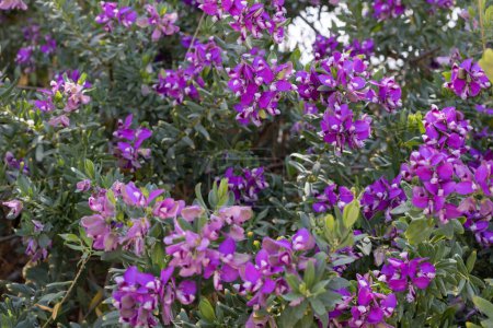 Lush Polygala Bush in Bloom Vibrant Purple Flowers.
