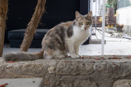 Verdünnte Calico-Katze auf einer Steinmauer