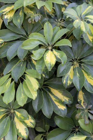 Plante Schefflera panachée vibrante, motifs verts et jaunes.