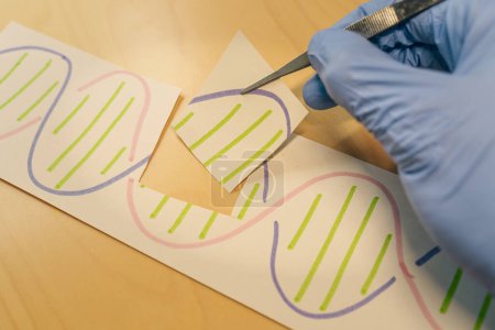 Téléchargez les photos : Hand replacing part of a DNA molecule. Genetic engineering and gene manipulation concept such as CRISPR - en image libre de droit