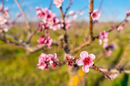 Die ruhige Schönheit eines Pfirsichgartens in voller Frühjahrsblüte in der Region am Ebro in Tarragona, Spanien. Es symbolisiert Neuanfänge und das Versprechen einer fruchtbaren Ernte. Ideal für Themen wie