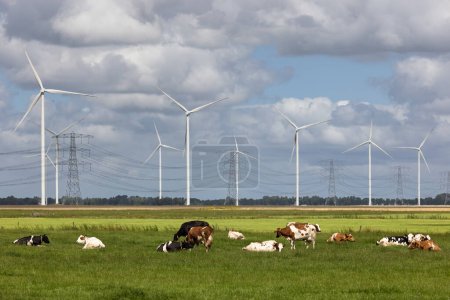 Dutch countryside in Groningen with cows, wind turbines and power pylons