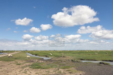 Photo for Salt marsh with grazing sheep in Dutch province Groningen near Punt van Reide and beautiful cloudy sky - Royalty Free Image