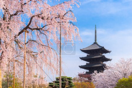 Téléchargez les photos : Japon - 3 avril 2023 : Ancienne pagode du temple Toji avec des arbres Sakura en pleine floraison au printemps, Kyoto, Japon - en image libre de droit