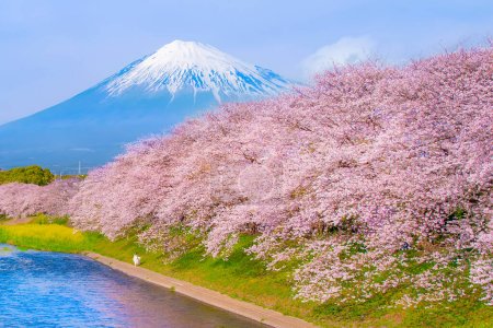 Téléchargez les photos : Montagne Fuji et Sakura rose le long de la rivière Uruigawa au printemps, Fuji City, Shizuoka, Japon - en image libre de droit