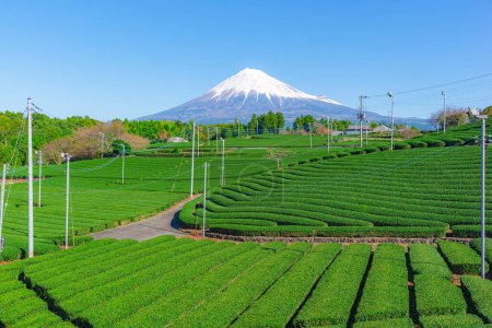 Green tea plantation with Fuji mountain background, Fujinomiya, Shizuoka, Japan
