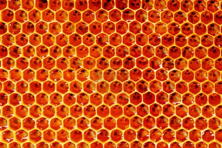 Photo for Background texture and pattern of a section of wax honeycomb from a bee hive filled with golden honey. - Royalty Free Image