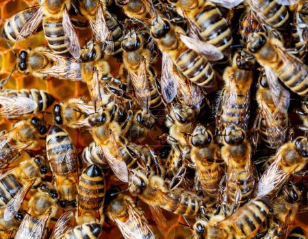 Foto de La abeja en panales con miel corta el néctar en las células. Macro imagen de una abeja en un marco de una colmena. Abejas en panal. - Imagen libre de derechos