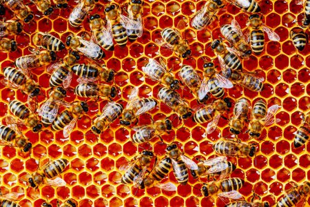 Téléchargez les photos : Beau nid d'abeilles en gros plan. Un essaim d'abeilles rampent dans les rayons pour recueillir le miel. L'apiculture, une alimentation saine pour la santé - en image libre de droit